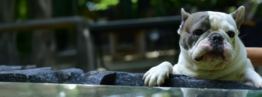 Lost dog looking sad.